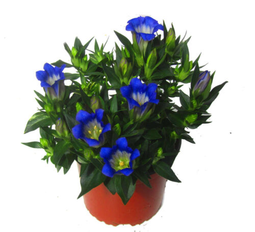 Gentiana scabra 'Blue Heart' - Image 3