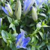 Gentiana scabra 'Blue Heart' - P12 - Rocky Diamond