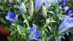 Gentiana scabra 'Blue Heart'