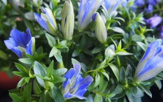 Gentiana scabra 'Blue Heart'