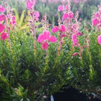 Daboecia cantabrica Irský vřes, P13 – bílý