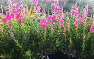 Daboecia cantabrica Irský vřes, P13 – bílý