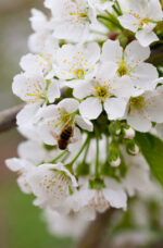 Obří srdcovka 'Sunburst'-samosprašná - Image 2
