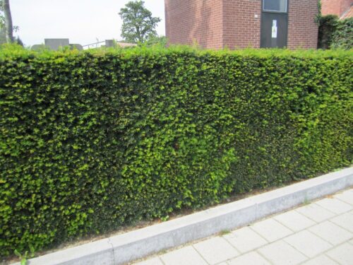 Taxus baccata - Tis červený, kontejner - Obrázek 3
