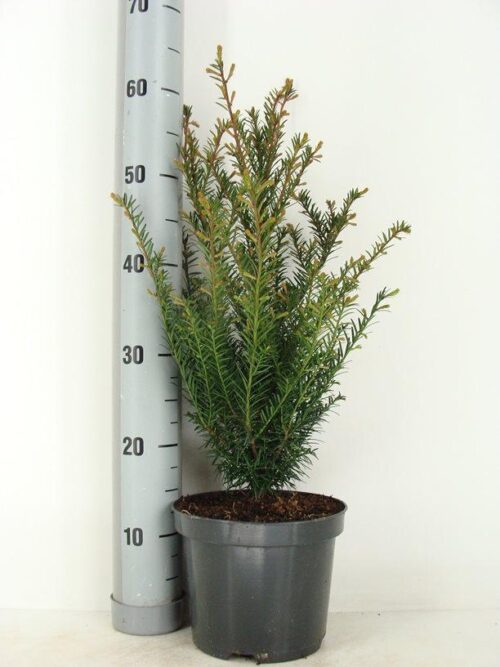 Taxus baccata - Tis červený, kontejner - Obrázek 2