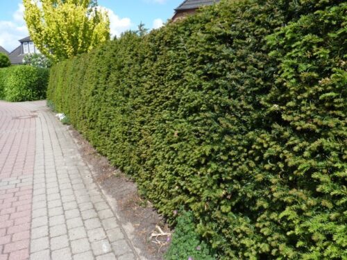 Taxus baccata - Tis červený, kontejner - Obrázek 1