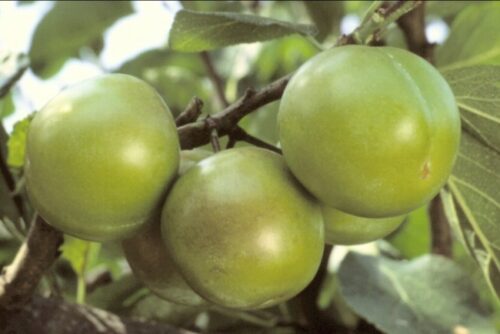 Zelená renklóda 'Verte'- Prunus d. 'Reine Claude Verte' - Obrázek 1