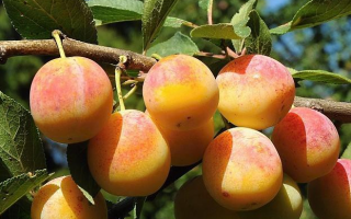 Slivoň Mirabelka 'Nancyská'