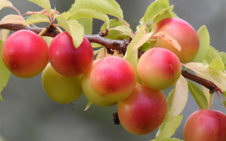 Meruňko-mirabelka 'Aprimira'