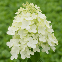 Hydrangea paniculata Hortenzie latnatá 'PANDRIA', P22