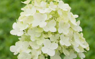 Hydrangea paniculata Hortenzie latnatá 'PANDRIA', P22