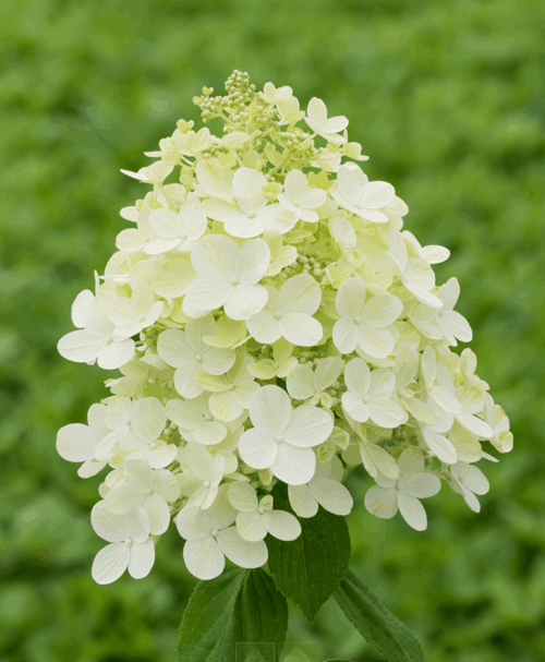 Hydrangea paniculata Hortenzie latnatá 'PANDRIA', P22 - Obrázek 1