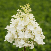Hydrangea paniculata Hortenzie latnatá 'PANFLORA', P22
