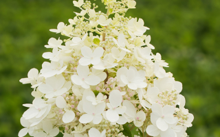 Hydrangea paniculata Hortenzie latnatá 'PANFLORA', P22