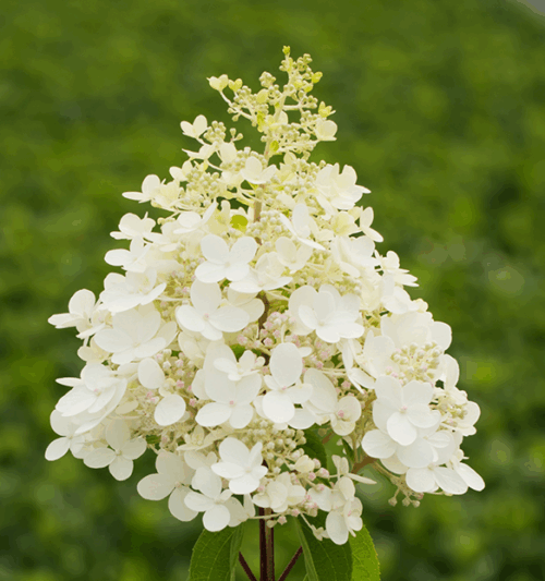 Hydrangea paniculata Hortenzie latnatá 'PANFLORA', P22 - Obrázek 1