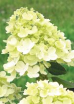 Hydrangea paniculata Hortenzie latnatá 'PANZOLA', P22