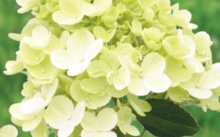 Hydrangea paniculata Hortenzie latnatá 'PANZOLA', P22
