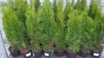 Thuja occidentalis 'Smaragd' - Image 3