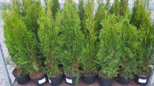 Thuja occidentalis 'Smaragd' - Image 3