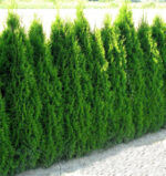 Thuja occidentalis 'Smaragd' - Image 2