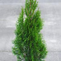 Thuja occidentalis 'Smaragd' - Image 4