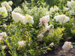 Hydrangea paniculata Hortenzie latnatá 'PANZOLA', P22 - Obrázek 2