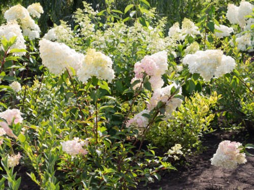 Hydrangea paniculata Hortenzie latnatá 'PANZOLA', P22 - Obrázek 2