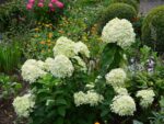 Hydrangea paniculata Hortenzie latnatá 'PANDORA', P22 - Obrázek 2