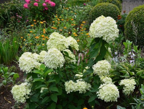 Hydrangea paniculata Hortenzie latnatá 'PANDORA', P22 - Obrázek 2