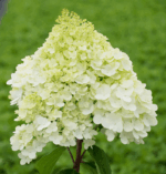 Hydrangea paniculata Hortenzie latnatá 'PANDORA', P22
