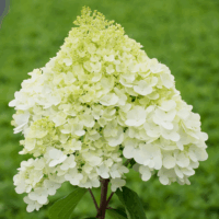 Hydrangea paniculata Hortenzie latnatá 'PANDORA', P22