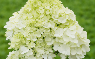 Hydrangea paniculata Hortenzie latnatá 'PANDORA', P22