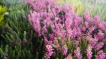 Erica spiculifolia Brukentálie klasnatá – vřesovec, P 11 - Obrázek 3