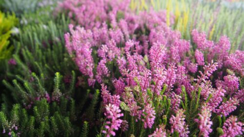 Erica spiculifolia Brukentálie klasnatá – vřesovec, P 11 - Obrázek 3