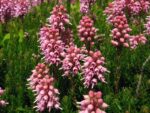 Erica spiculifolia Brukentálie klasnatá – vřesovec, P 11