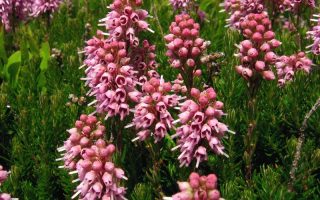 Erica spiculifolia Brukentálie klasnatá – vřesovec, P 11