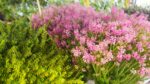 Erica spiculifolia Brukentálie klasnatá – vřesovec, P 11 - Obrázek 2