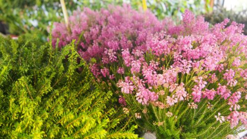 Erica spiculifolia Brukentálie klasnatá – vřesovec, P 11 - Obrázek 2