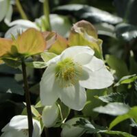 Helleborus niger 'Christmas Carol'