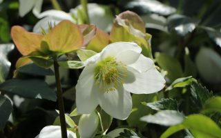 Helleborus niger 'Christmas Carol'