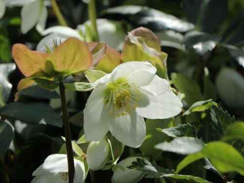 Helleborus niger 'Christmas Carol' - Obrázek 1