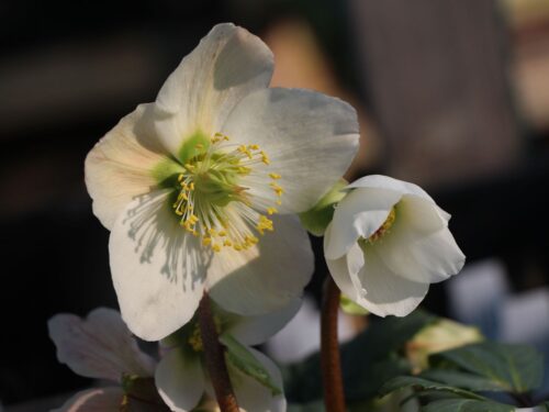Helleborus niger 'Christmas Carol' - Obrázek 2