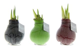 Amarylka ve vosku_WAXZ® - Art Marble