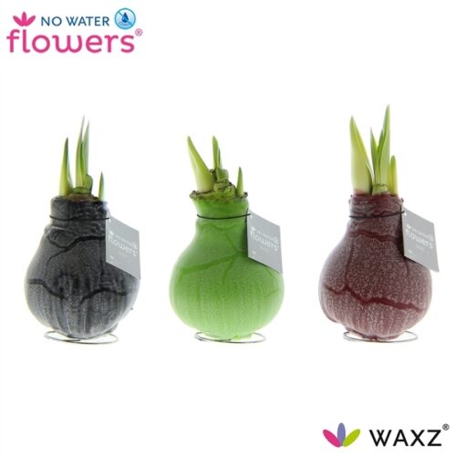 Amarylka ve vosku_WAXZ® - Art Marble - Obrázek 1
