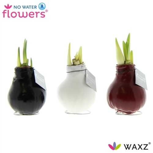 Amarylka ve vosku_WAXZ® Colorz - Obrázek 1