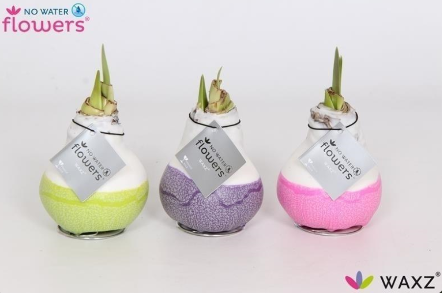 Amarylis Art Flowers Dipz Amarylka ve vosku_WAXZ® - Dipz Natural - Obrázek 1