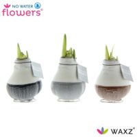 Amarylka ve vosku_WAXZ® - Dipz Natural 2
