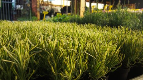 Lavandula angustifolia 'Platinum Blonde' - Obrázek 3