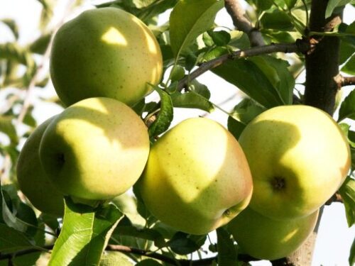 Jabloň 'Golden Delicious' - Image 1