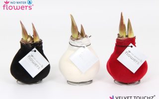 Amarylka ve vosku_WAXZ® Velvet Touchz